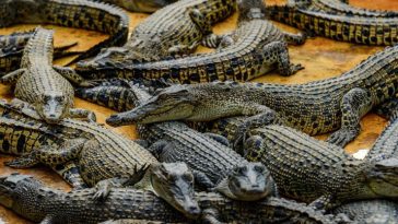 Crocodile Influx in Tamaulipas Cities Prompts Urgent Response from Authorities