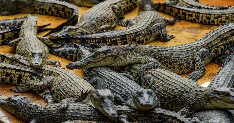 Crocodile Influx in Tamaulipas Cities Prompts Urgent Response from Authorities