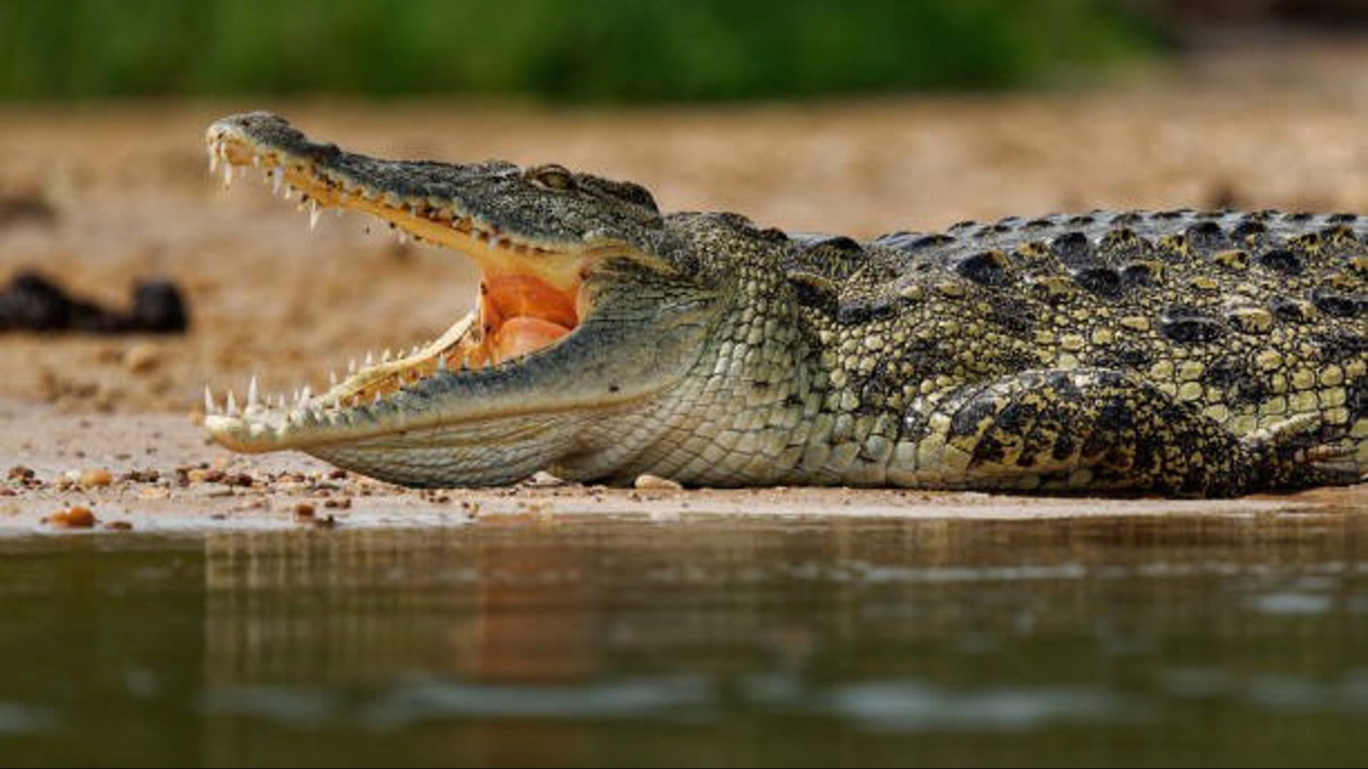 Crocodile Influx in Tamaulipas Cities Prompts Urgent Response from Authorities