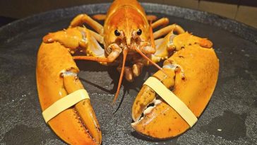 Denver's Downtown Aquarium welcomes rare orange lobster named Crush, rescued from shipment intended for Red Lobster.