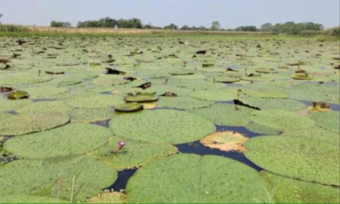 Bihar's Makhana Farmers Reap Rewards from Innovations in Cultivation and Processing