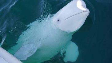 Beluga Whale 'Hvaldimir,' Suspected of Being a Russian Spy, Dies Tragically in Norway