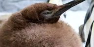 Pesto, Melbourne Aquarium’s 9-Month-Old King Penguin, Captivates Fans With His Remarkable Size and Charm