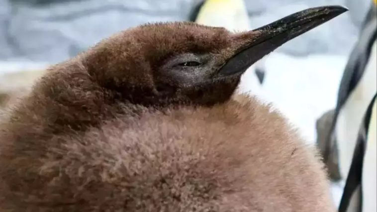 Pesto, Melbourne Aquarium’s 9-Month-Old King Penguin, Captivates Fans With His Remarkable Size and Charm